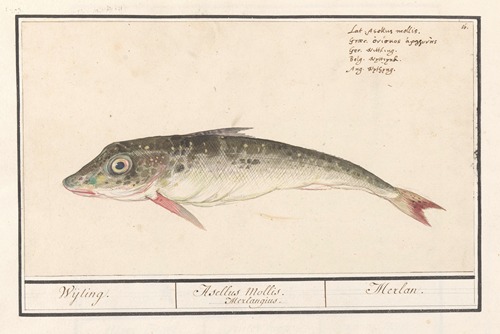 Poon (Triglidae) Wijting. Asellus Mollis. Merlangius. Merlan