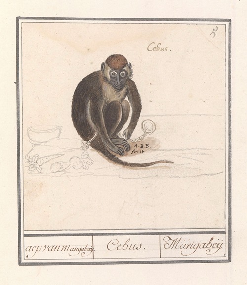 Roodkopmangabey (Cercocebus torquatus) aep van Mangabaij. Cebus. Mangabeij.