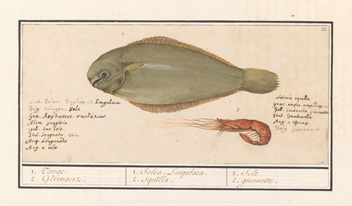 Tong (Solea solea) en roze garnaal 1. Tonge. 2. Geernaert 1. Solea Lingulaca. 2. Squilla. 1. Sole 2. guernette