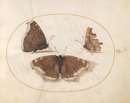 Plate 06; Two Views of a Mourning Cloak (Camberwell Beauty) Butterfly with a Comma Butterfly