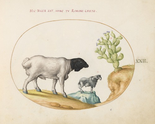 Blackhead Persian Sheep and a Sheep with a Long Tail, with a Cactus
