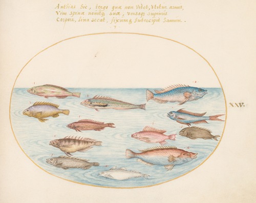 Plate 25; Mediterranean Rainbow Wrasse, Other Wrasse, a Swallowtail Sea Perch, Several ‘Anthiae,’ and Other Fish