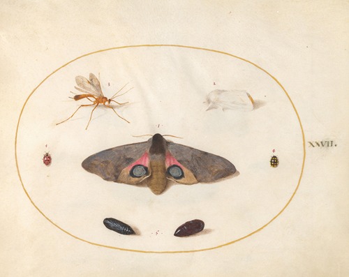 Plate 27; An Eyed Hawk-Moth, Two Chyrsalides, and Other Insects