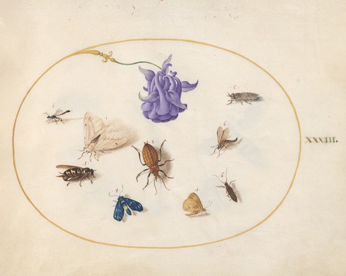 Plate 33; Moth and Butterfly with other Insects and a Columbine Flower