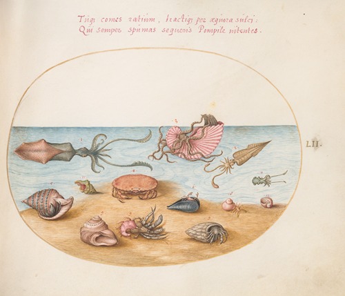 Plate 52; An Argonaut, Squid, Hermit Crabs, Shells, and a Crab