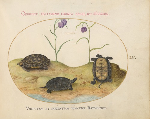 A Hermann’s or Greek Tortoise, Two European Pond Turtles, and Two Fritillaria