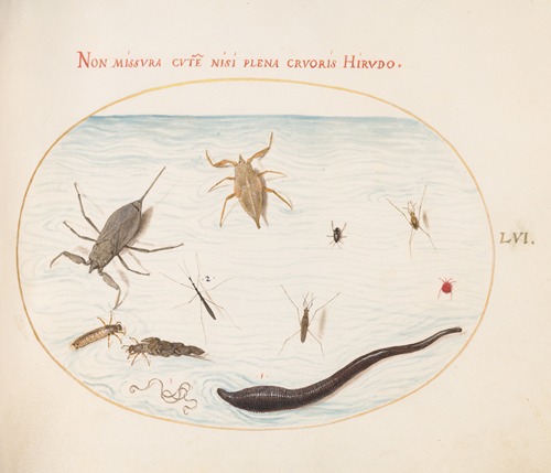 Plate 56; Water Scorpion, Water Measurer, Pond Skater, Red Water Mite, Leech, and Other Water Insects