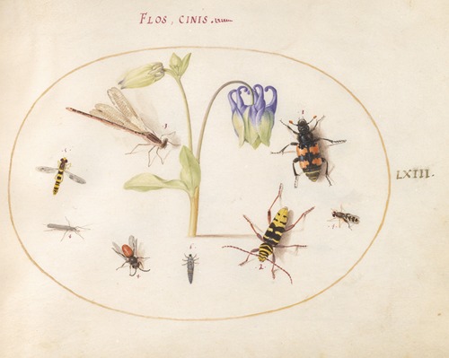 Plate 63; A Dragonfly, a Spotted Longhorn, a Sexton Beetle, and Other Insects with a Blue and White Columbine