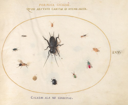 Plate 65; A Cricket Surrounded by Insects, Including a Ruby-Tailed Wasp