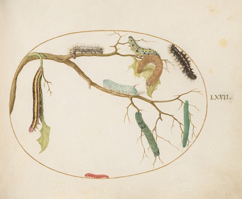 Large White and Small White Butterfly Caterpillars, Hornworm Caterpillar, Broom Moth Caterpillar, and Others