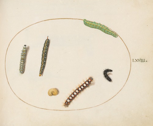 Leafy Spurge Hawkmoth Caterpillar, Mullein Moth Caterpillar, and Other Caterpillars