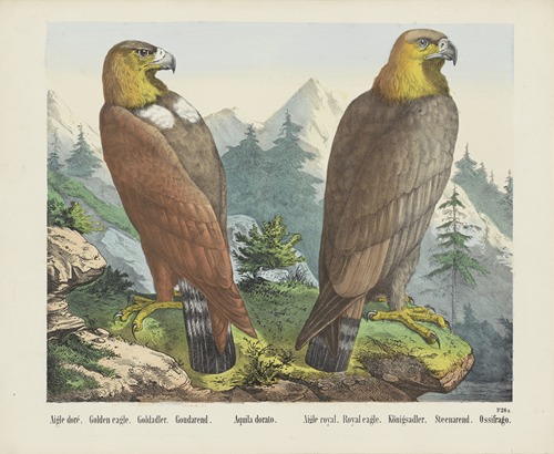Golden eagle