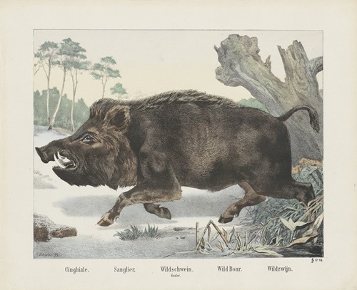 Wild boar