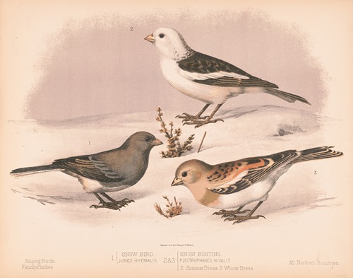 1. Snow bird. Junco hyemalis. 2. & 3. Snow buniting. Plectrophanes nivalis. 2. Summer dress. 3. Winter dress