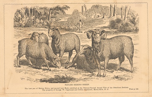 Pauler merino sheep