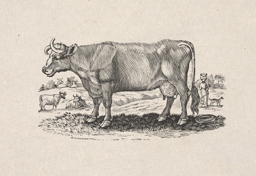 The Holstein, or Dutch breed