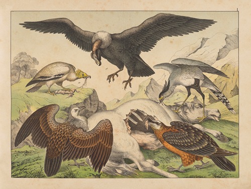 Historja naturalna ptakow (Natural history of birds) Pl.01