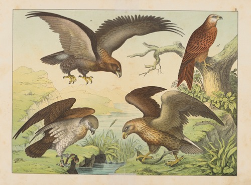 Historja naturalna ptakow (Natural history of birds) Pl.02