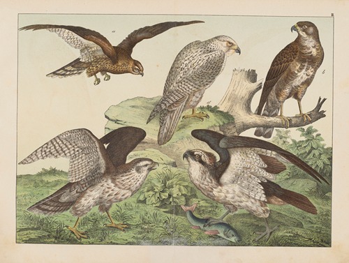 Historja naturalna ptakow (Natural history of birds) Pl.03