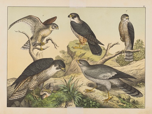Historja naturalna ptakow (Natural history of birds) Pl.04