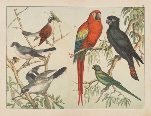 Historja naturalna ptakow (Natural history of birds) Pl.06