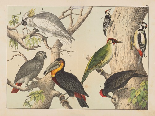 Historja naturalna ptakow (Natural history of birds) Pl.07