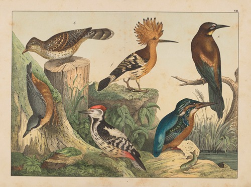 Historja naturalna ptakow (Natural history of birds) Pl.08
