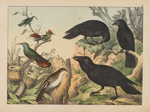 Historja naturalna ptakow (Natural history of birds) Pl.09