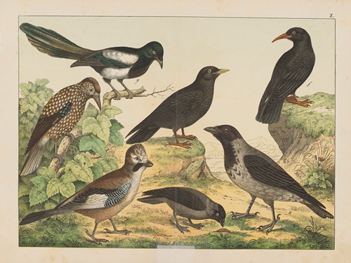 Historja naturalna ptakow (Natural history of birds) Pl.10