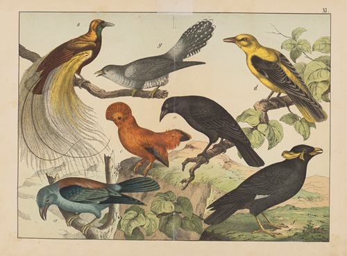 Historja naturalna ptakow (Natural history of birds) Pl.11