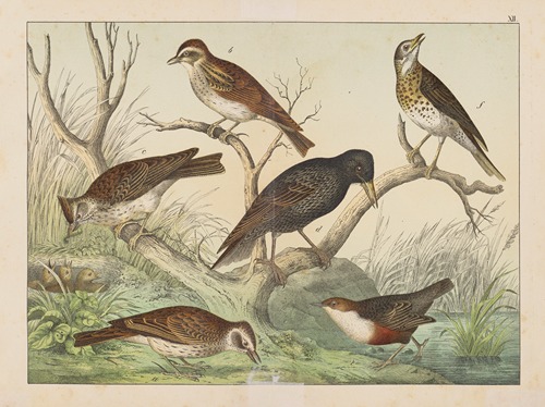 Historja naturalna ptakow (Natural history of birds) Pl.12