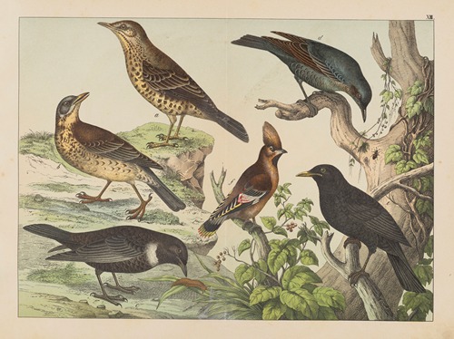 Historja naturalna ptakow (Natural history of birds) Pl.13