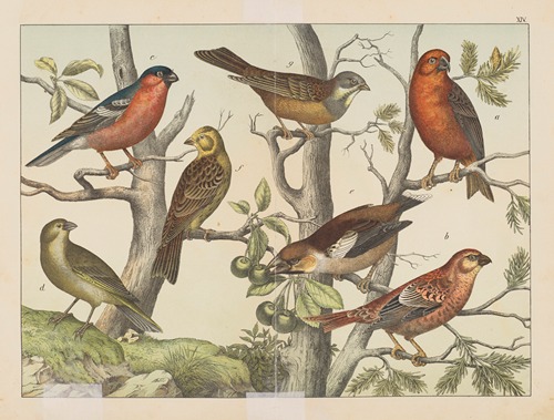 Historja naturalna ptakow (Natural history of birds) Pl.14