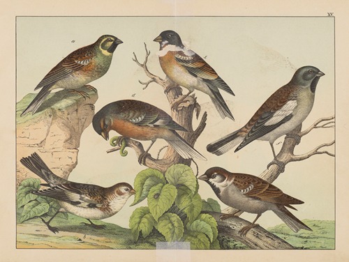 Historja naturalna ptakow (Natural history of birds) Pl.15
