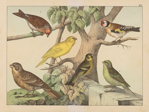 Historja naturalna ptakow (Natural history of birds) Pl.16