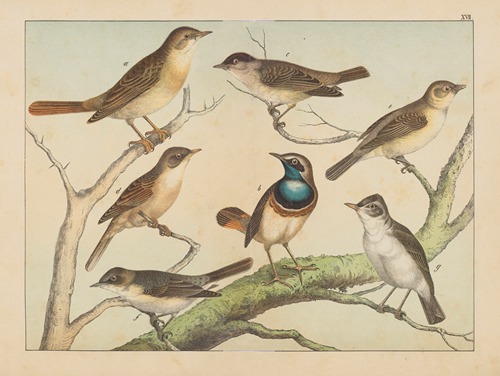 Historja naturalna ptakow (Natural history of birds) Pl.17