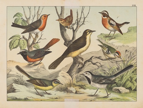 Historja naturalna ptakow (Natural history of birds) Pl.18
