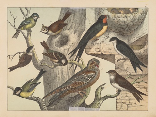 Historja naturalna ptakow (Natural history of birds) Pl.19