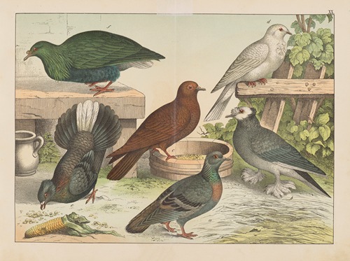 Historja naturalna ptakow (Natural history of birds) Pl.20