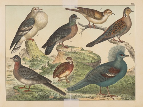 Historja naturalna ptakow (Natural history of birds) Pl.21