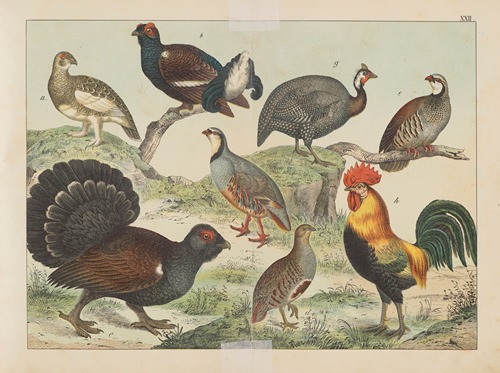 Historja naturalna ptakow (Natural history of birds) Pl.22