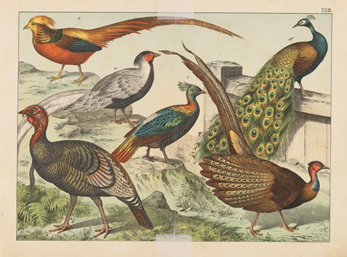 Historja naturalna ptakow (Natural history of birds) Pl.23