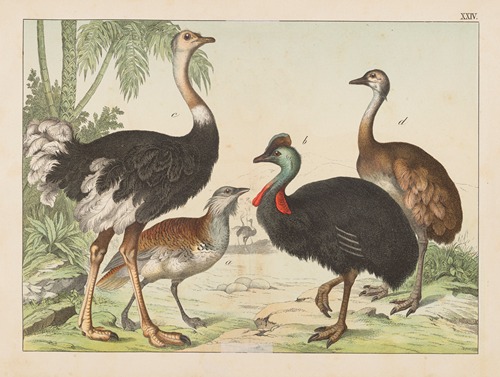 Historja naturalna ptakow (Natural history of birds) Pl.24
