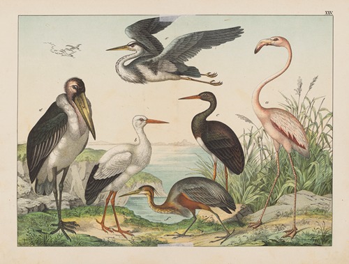 Historja naturalna ptakow (Natural history of birds) Pl.25