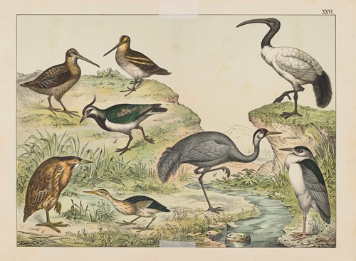 Historja naturalna ptakow (Natural history of birds) Pl.26