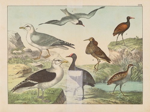 Historja naturalna ptakow (Natural history of birds) Pl.27