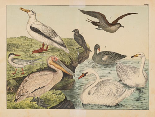 Historja naturalna ptakow (Natural history of birds) Pl.28