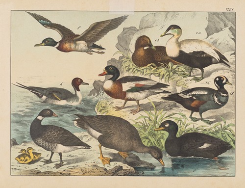 Historja naturalna ptakow (Natural history of birds) Pl.29