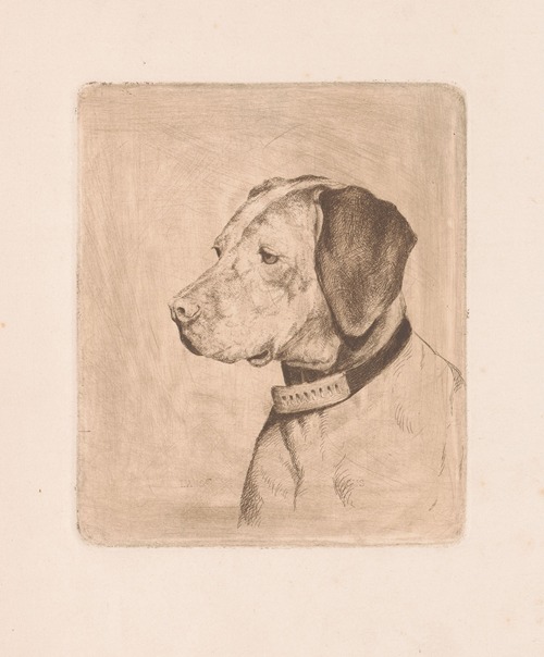 Head of a dog with a collar