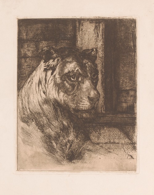 Head of a reclining lioness.